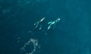 Vue aérienne de deux baleines, océan pacifique, Colombie