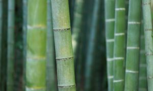 Gadua, bambou d'Amérique Latine en Colombie